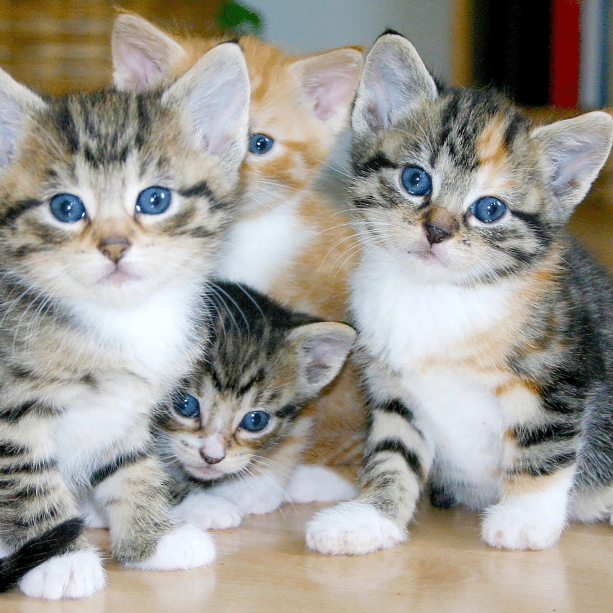 kittens1