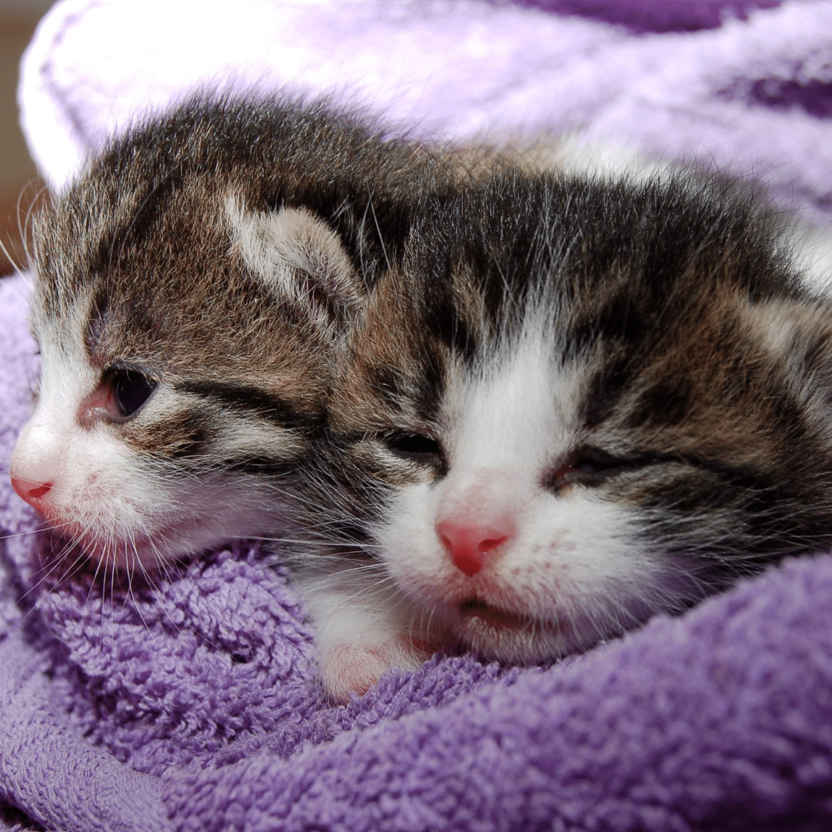 kittens2