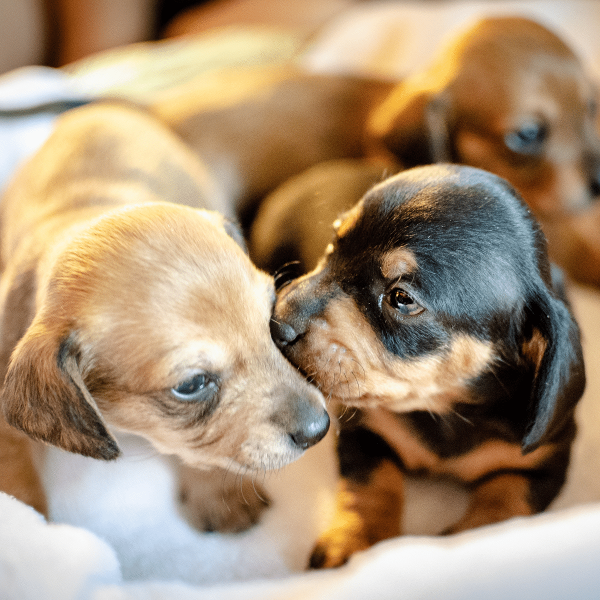 puppies