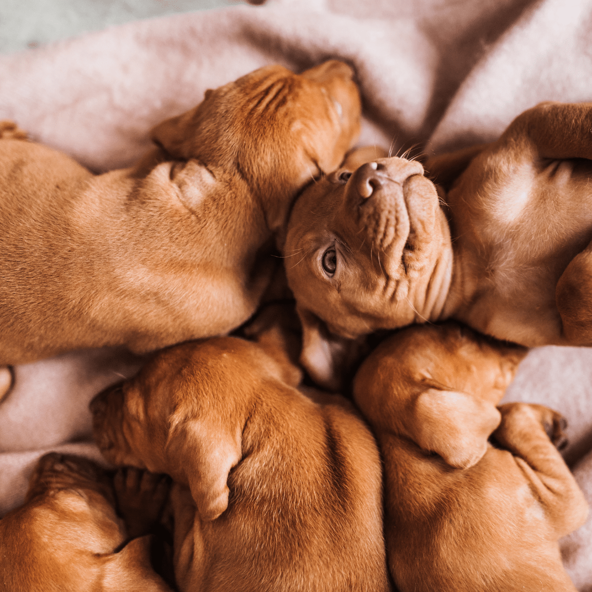 puppies2